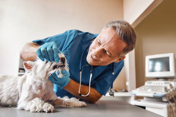 Best Pediatric Emergency Dentist in Circleville, OH